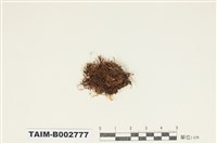 藏品(紫萼苔科)的圖片